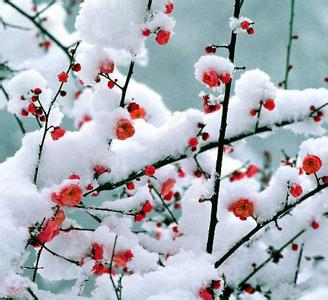 雪梅